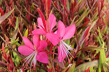 gaura 2.jpg